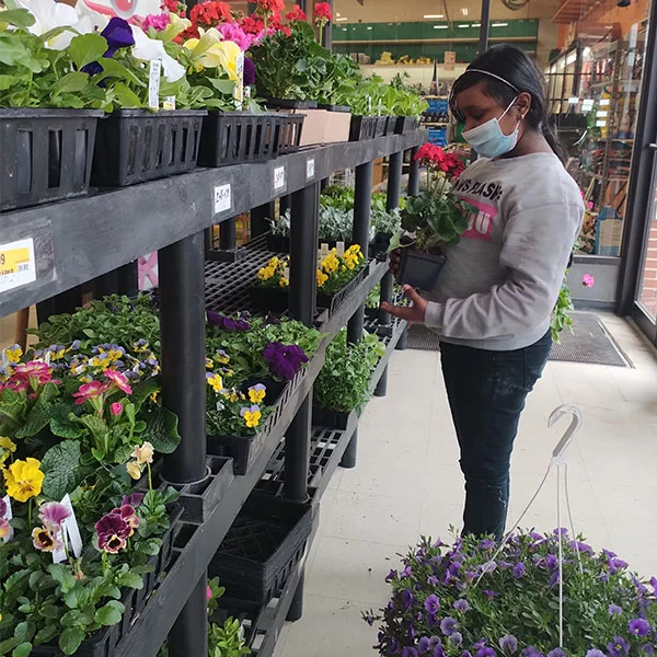 Live Plants