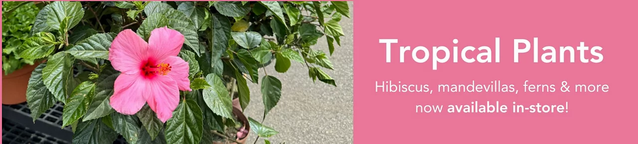 Scotts spring 2024 text-in rebate on Scotts Nature Scapes mulch