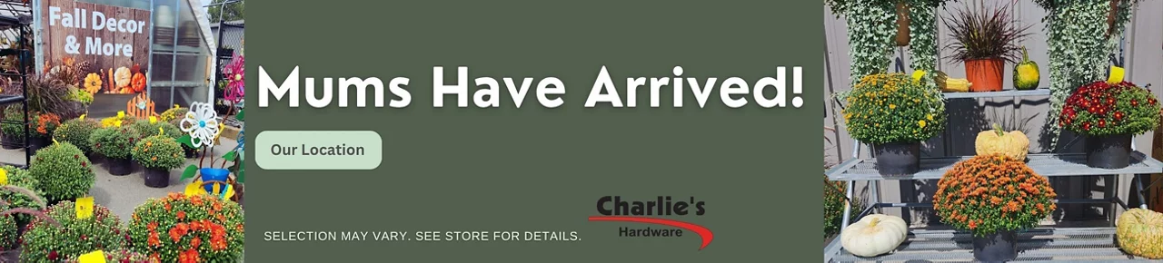 Fall Mums are now here at Charlie's!