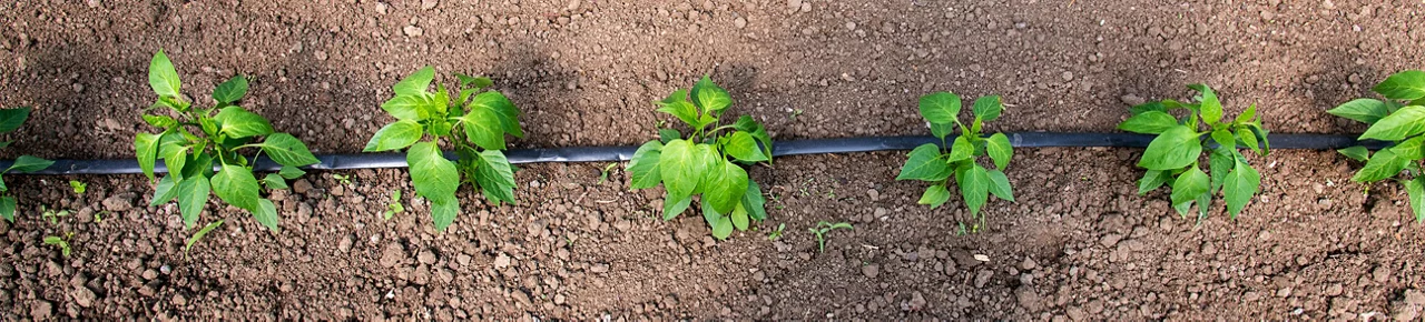 drip irrigation at Circle B Irrigation