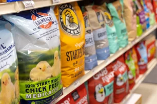 chick feed and nutrition