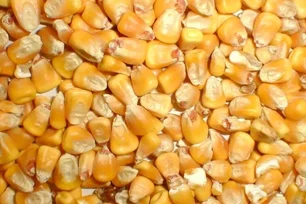 flavored deer corn