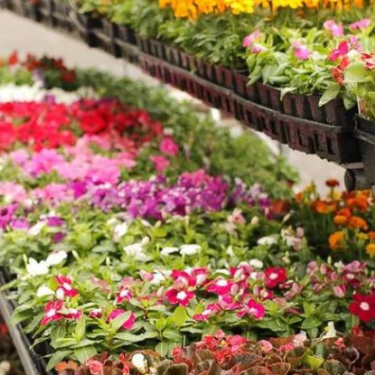 Nursery Flowers