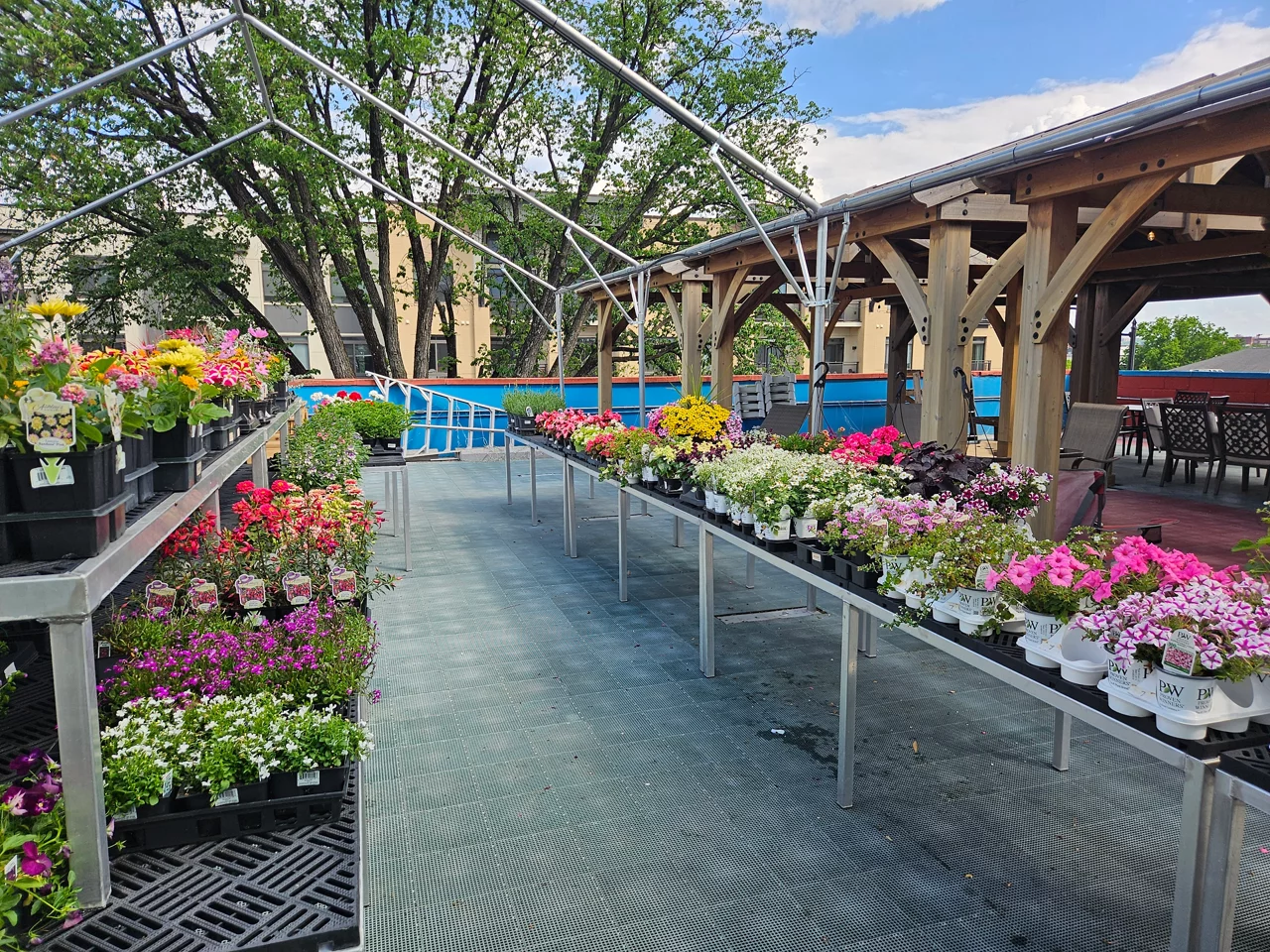 Annuals