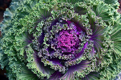 Ornamental Cabbage or Kale