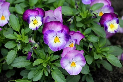 Pansies
