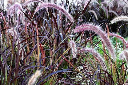 Purple Fountain Grass