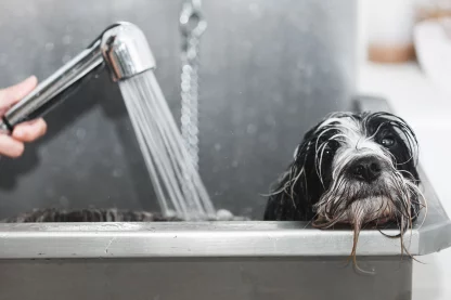 Dog in Bath