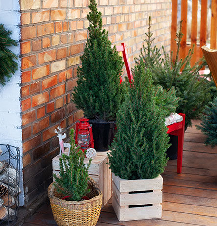Different artificial pine trees of different sizes on a front porch