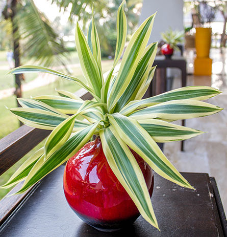 Image of a potted plant outside on a porch