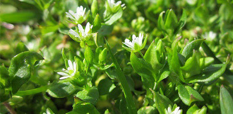 Chickweed