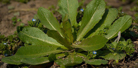 Prickly Lettuce