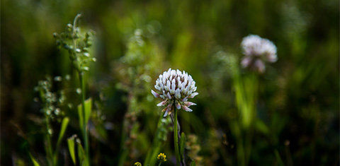 White clover