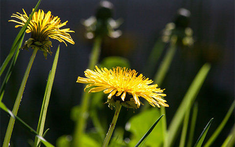 Dandelions