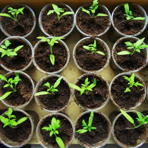 Potted plants