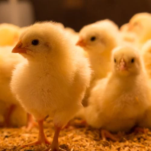 Yellow Chicks