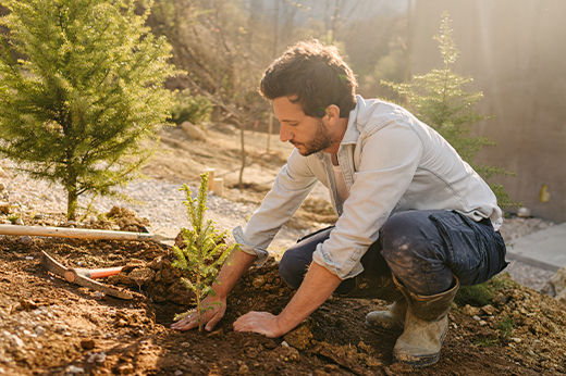 How to Plant a Tree