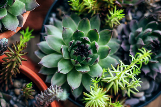 How to Care for Succulents, Indoors & Outdoors
