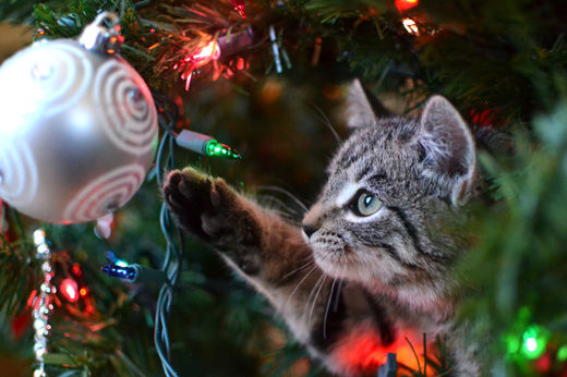 4 Ways to Keep Pets Safe from Holiday Hazards