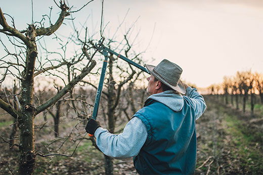 5 Benefits to Pruning in the Winter