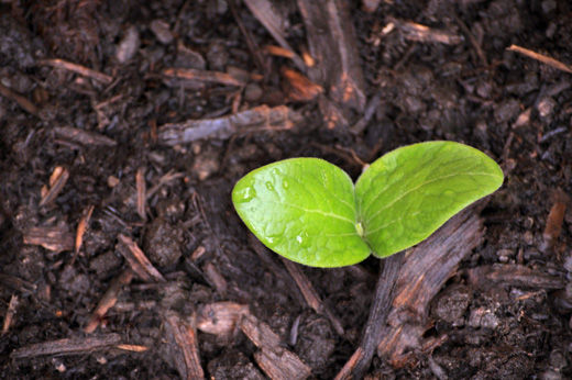 Alternative Mulch Landscaping Ideas