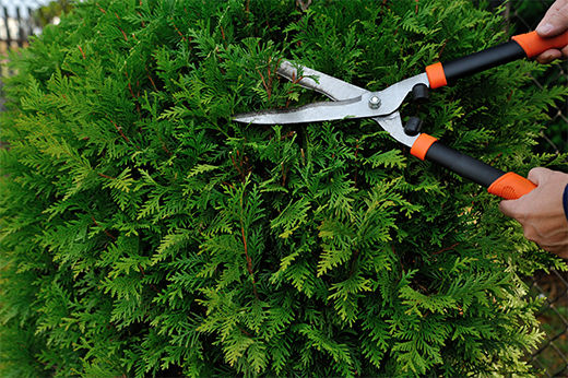 Annual Tree and Shrub Pruning Helps Your Garden Thrive