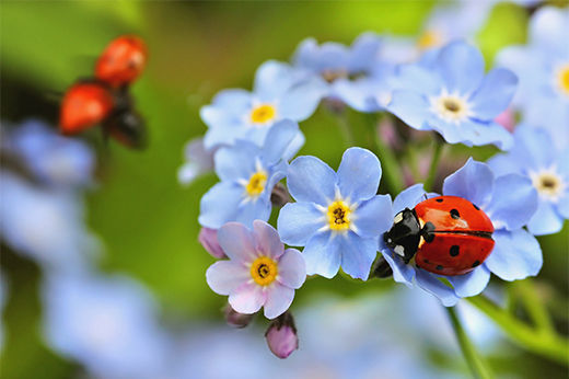 What are “Good” Garden Bugs & How to Attract Them