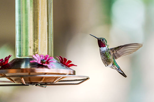 Hummingbirds are on the Way: How to Attract Early Scouters in Virginia