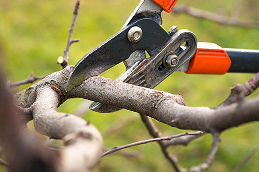 Trimming and Pruning: Best time to trim hedges, trees and bushes