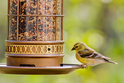 Beginner’s Guide to Backyard Bird Feeding