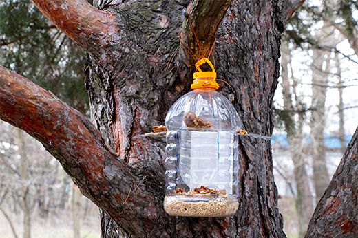 How to Make a Bird Feeder (Easy & Advanced Projects)