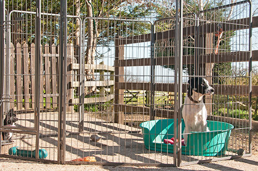 How to Build a Dog Kennel