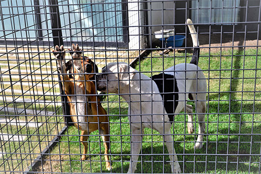 How to Build a Dog Run