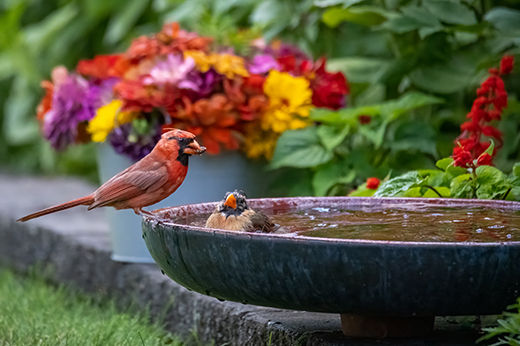 How to Build a Backyard Bird Habitat