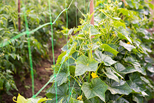 How to Build a DIY Trellis: Freestanding or Wall-Mounted