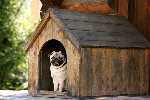 How to Build & Paint a Doghouse