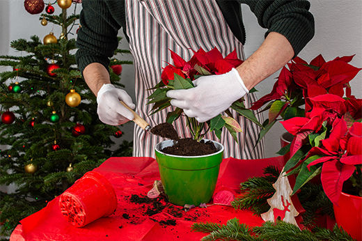 How to Care for Poinsettias Year-Round