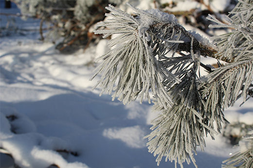 How to Protect Your Trees in Winter