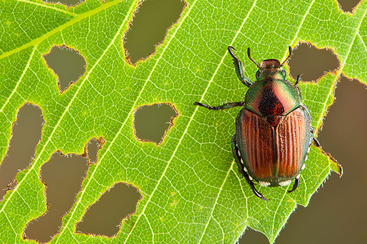 Control Garden Pests