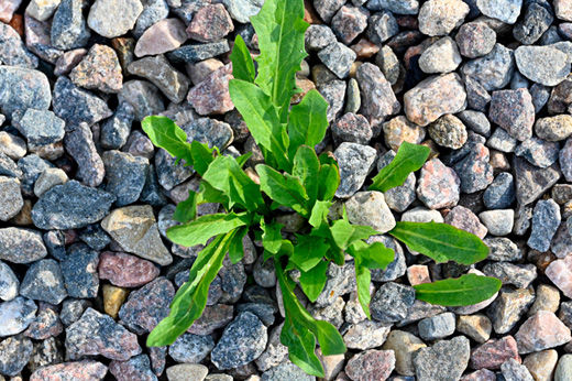 Control Weeds in Gravel and Paved Areas