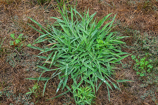 How to Kill Crabgrass (And Keep It from Coming Back)
