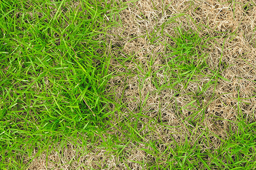 How to Replace Dead Grass After Winter