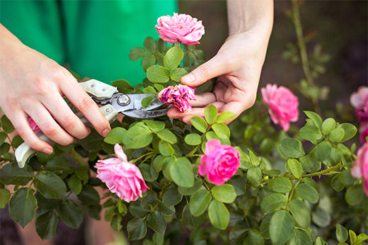 Deadheading Flowers: How to Make Your Garden Look Healthier