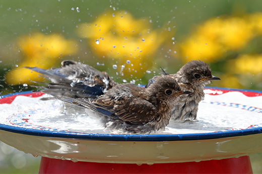 5 DIY Bird Bath Projects That Beautify Your Backyard