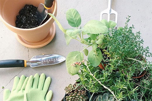My DIY Herb & Succulent Garden, Step by Step