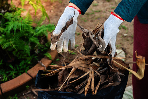 Fall Yard Cleanup & Lawn Maintenance