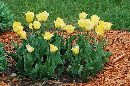 How to Fertilize & Mulch Your Garden