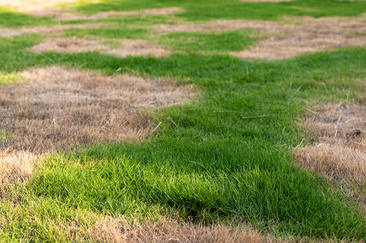 4 Types of Lawn Damage (And How to Fix Them)