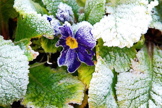 Protecting Your Plants From Frost