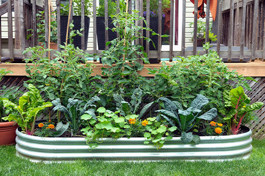 Spruce Up Your Garden by Planting in a Feeding Trough